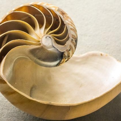 nautilus erweitern