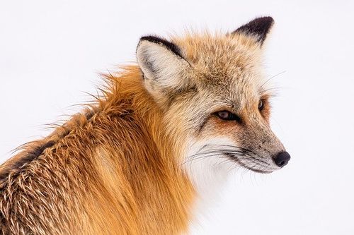 firefox 80 kommt morgen