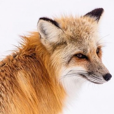 firefox 80 kommt morgen