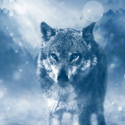 librewolf statt firefox?