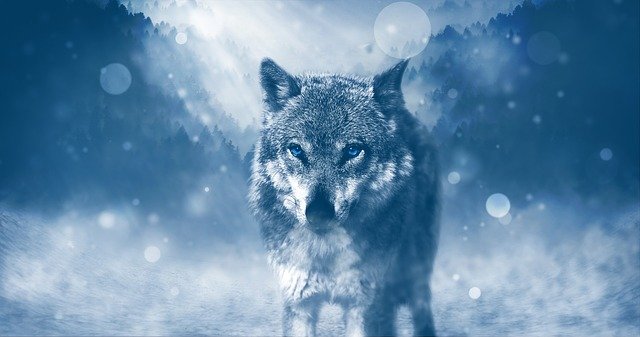 librewolf statt firefox?