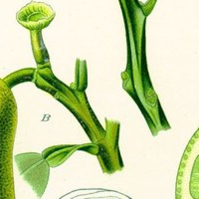 das bergamot projekt