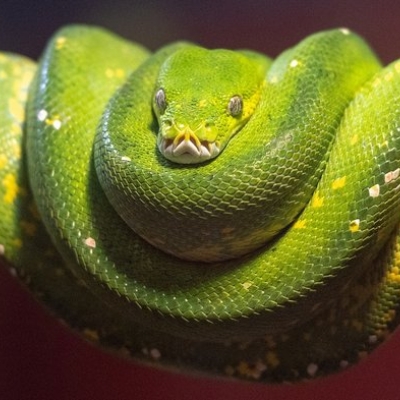 arch entfernt python 2