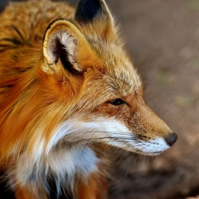 firefox 96 ist da