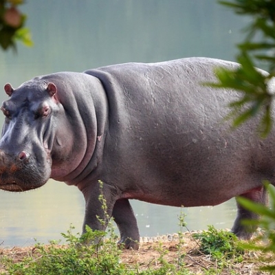 21.04 - hirsute hippo