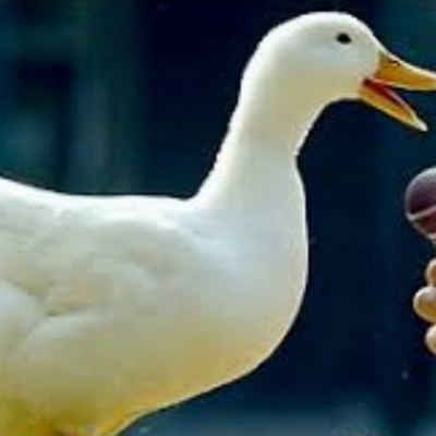 mit der ente über ki chatten