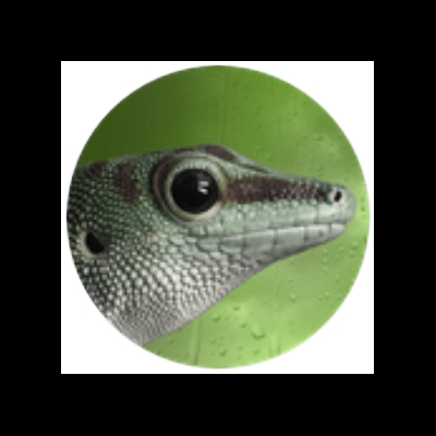geckolinux ist wieder da