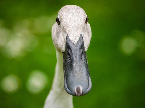 duckduckgo drängt auf wahlfreiheit