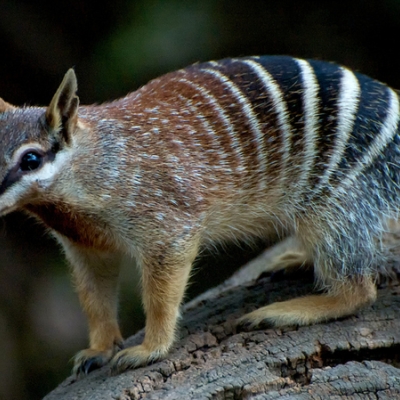 der numbat öffnet seinen beutel