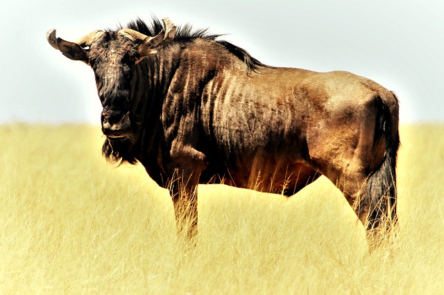 google summer of code ohne gnu projekte
