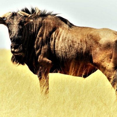 google summer of code ohne gnu projekte