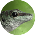 geckolinux mit einigen neuerungen erschienen