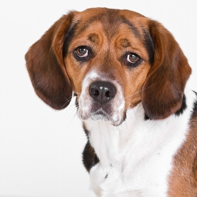 filebeagle, ein minimalistischer dateibrowser für den editor vim