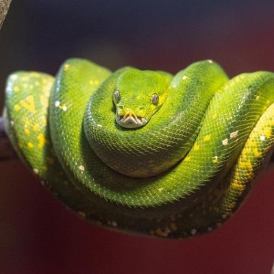 fabelhafte formatierung: f-strings in python