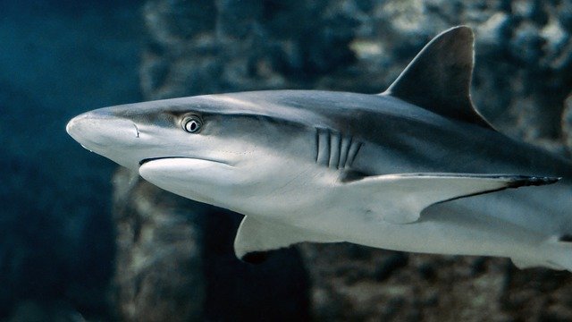 wireshark 3.6.0 ist da