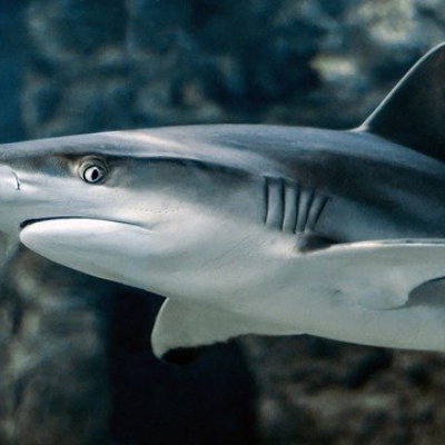 wireshark 3.6.0 ist da