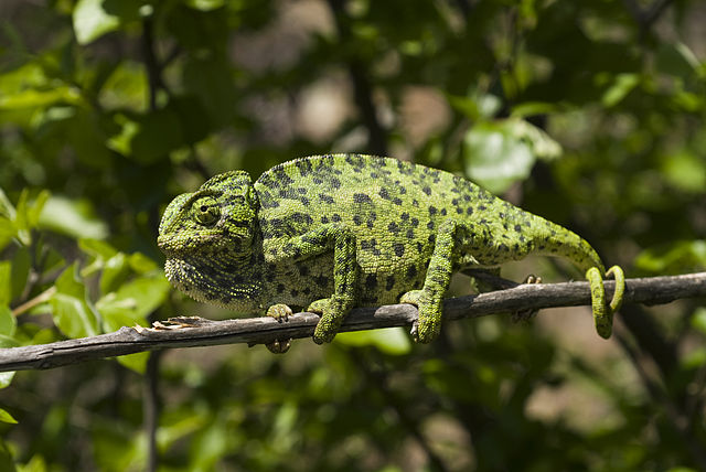 opensuse veröffentlicht leap micro 5.3 beta