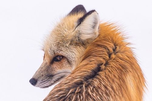 firefox 83 beta verfügbar