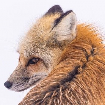firefox 83 beta verfügbar