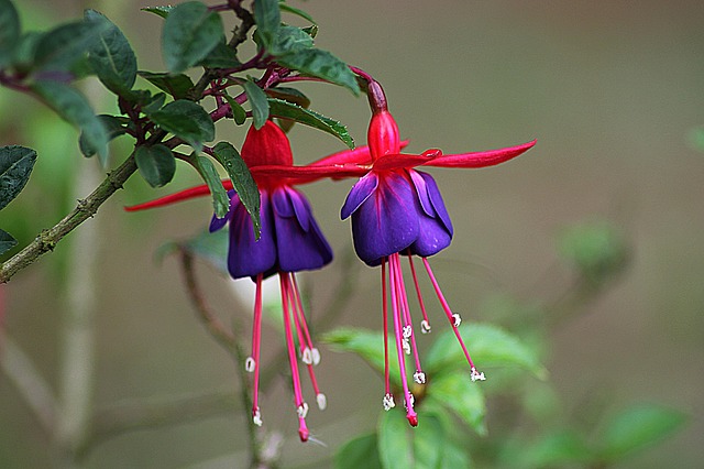 android- und linux-apps nativ unter fuchsia?
