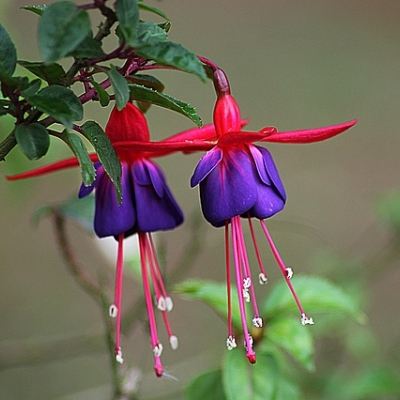android- und linux-apps nativ unter fuchsia?
